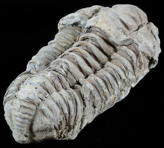 Calymene Trilobite From Morocco #49665